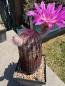 Preview: Echinocereus dasyacanthus